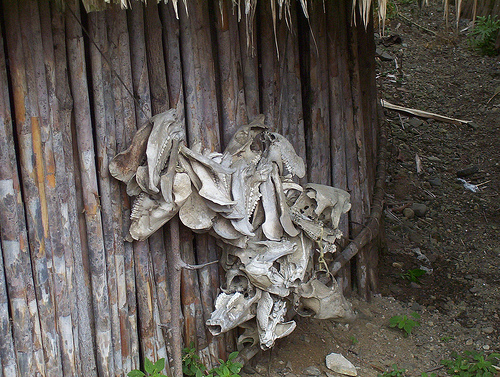 Boar skulls as a Kuna hut decoration